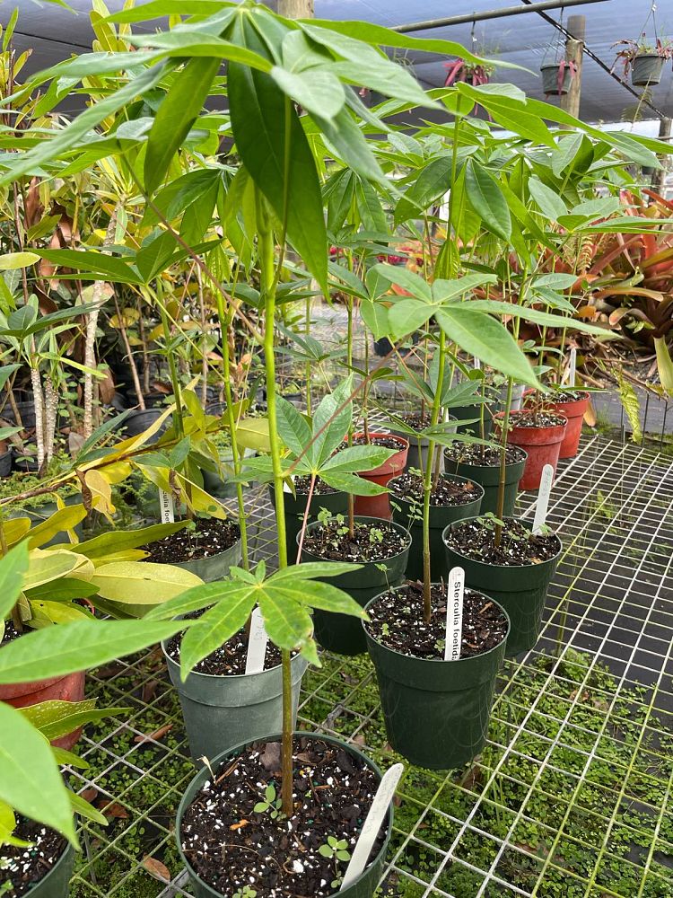 sterculia-foetida-wild-almond-tree