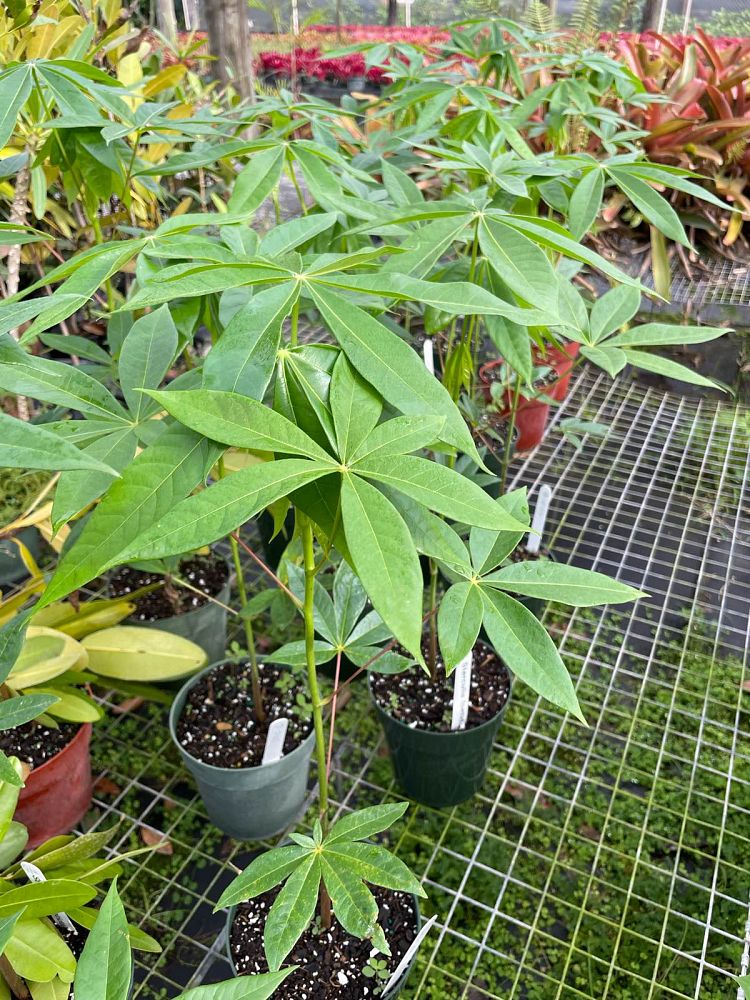 sterculia-foetida-wild-almond-tree