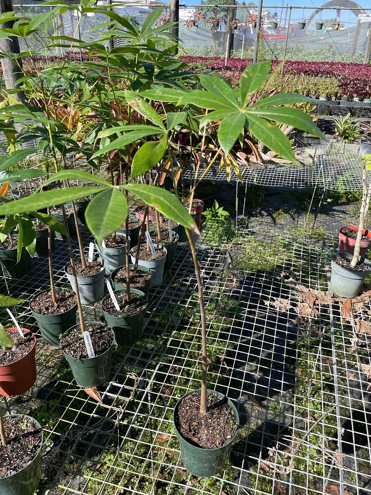 sterculia-foetida-wild-almond-tree