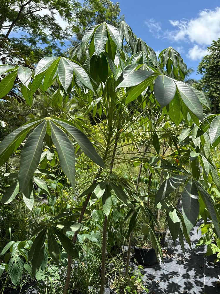 sterculia-foetida-wild-almond-tree
