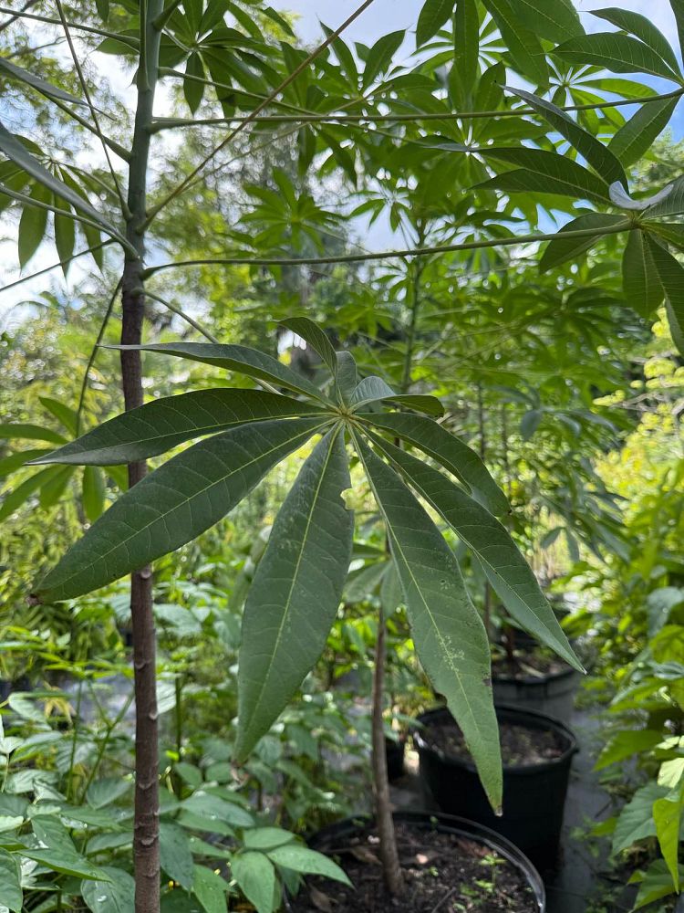 sterculia-foetida-wild-almond-tree