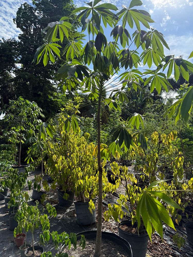 sterculia-foetida-wild-almond-tree