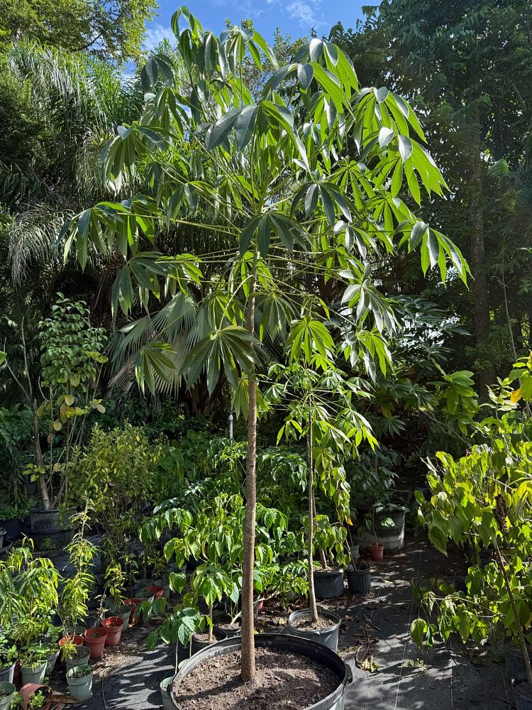 sterculia-foetida-wild-almond-tree