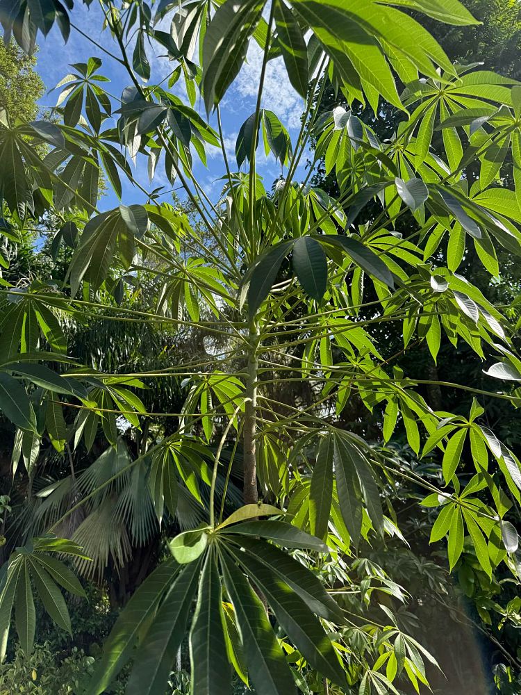 sterculia-foetida-wild-almond-tree