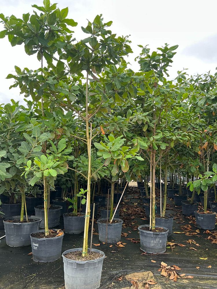 sterculia-foetida-wild-almond-tree