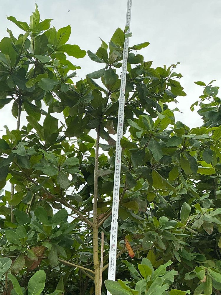 sterculia-foetida-wild-almond-tree