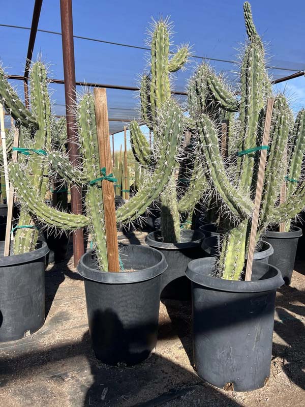 stetsonia-coryne-argentine-toothpick-toothpick-cactus