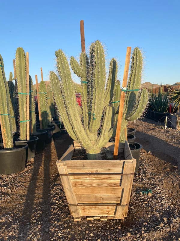 stetsonia-coryne-argentine-toothpick-toothpick-cactus