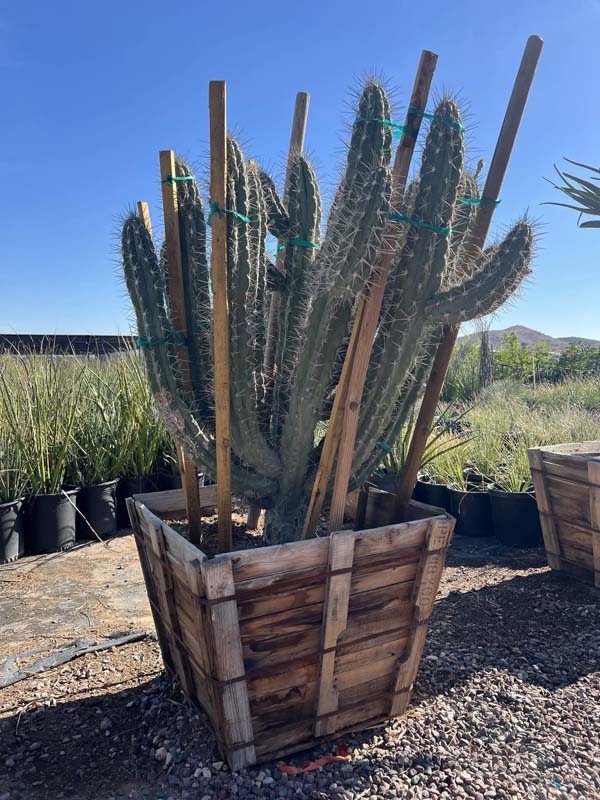stetsonia-coryne-argentine-toothpick-toothpick-cactus