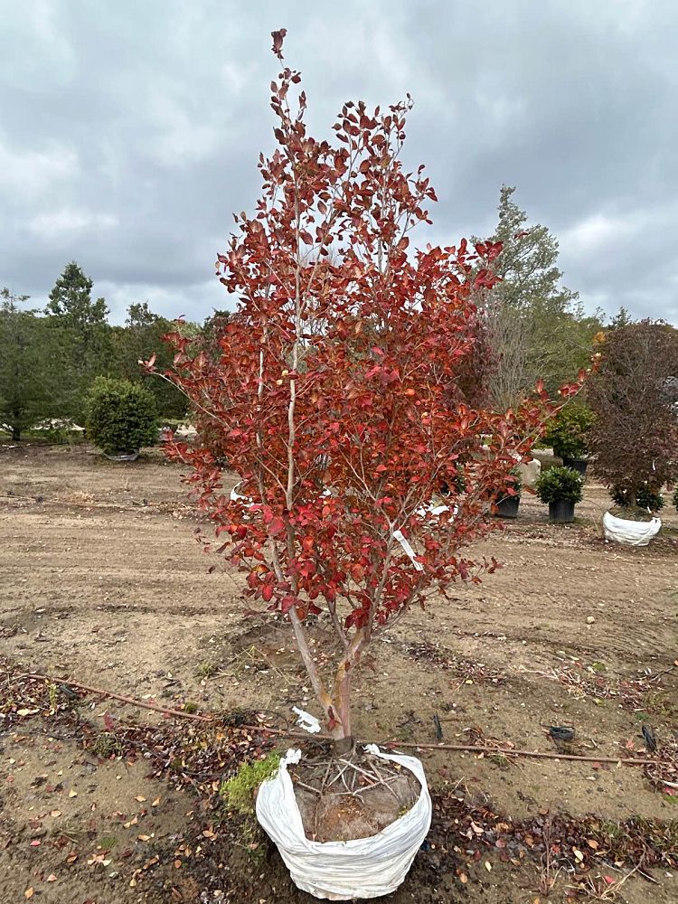 stewartia-pseudocamellia-japanese-stewartia