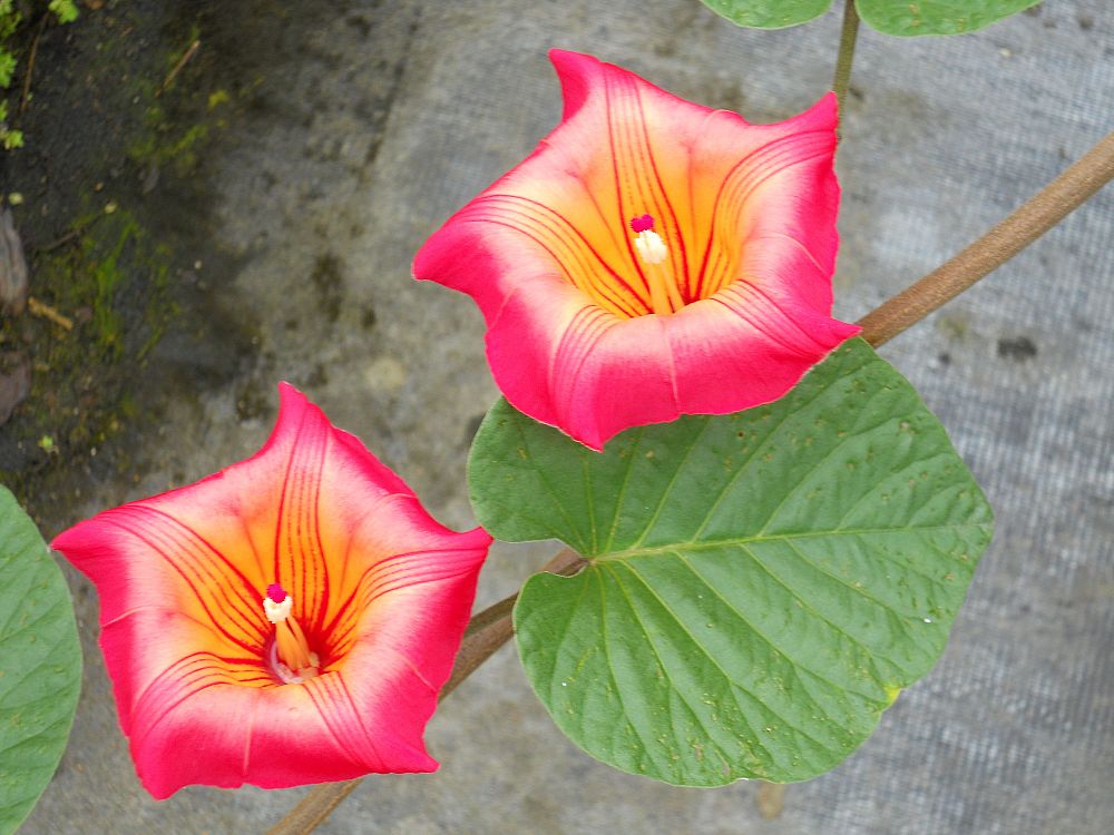 stictocardia-beraviensis-hawaiian-sunset-vine-indian-sunset-vine