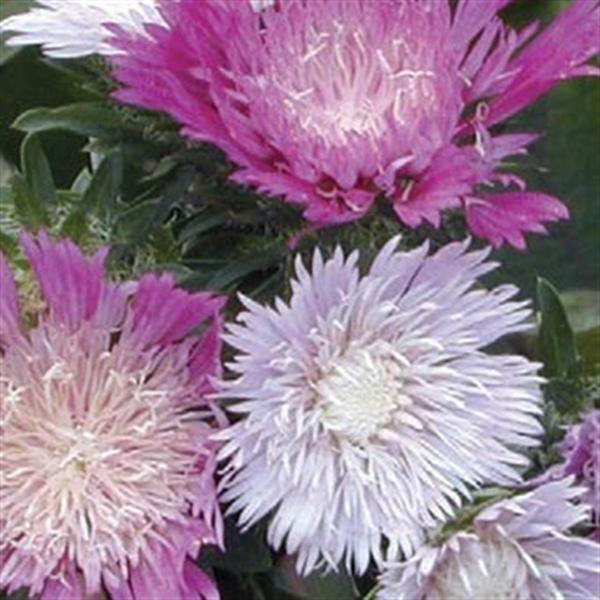 stokesia-laevis-colorwheel-stoke-s-aster