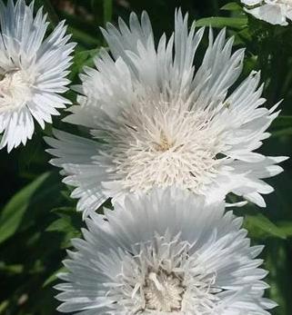 stokesia-laevis-divinity-stokes-aster