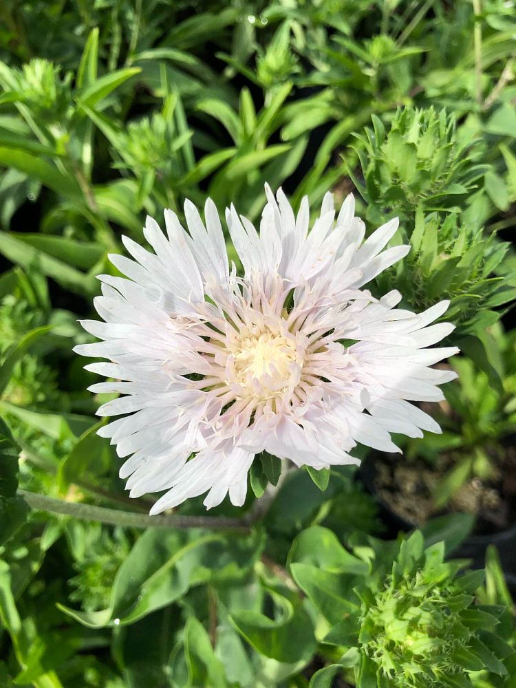 stokesia-laevis-divinity-stokes-aster