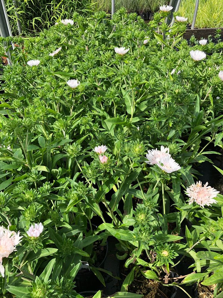 stokesia-laevis-divinity-stokes-aster
