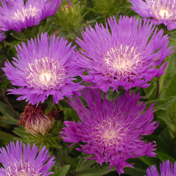 stokesia-laevis-honeysong-purple-cornflower-aster-stokes-aster-stokes-aster
