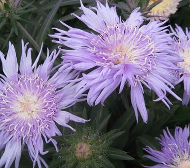 stokesia-laevis-klaus-jelitto-stoke-s-aster
