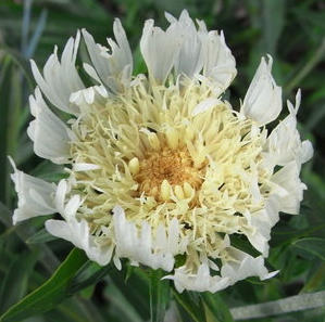 stokesia-laevis-mary-gregory-stoke-s-aster