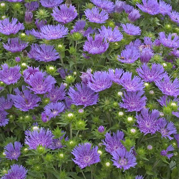 stokesia-laevis-peachie-s-pick-stoke-s-aster
