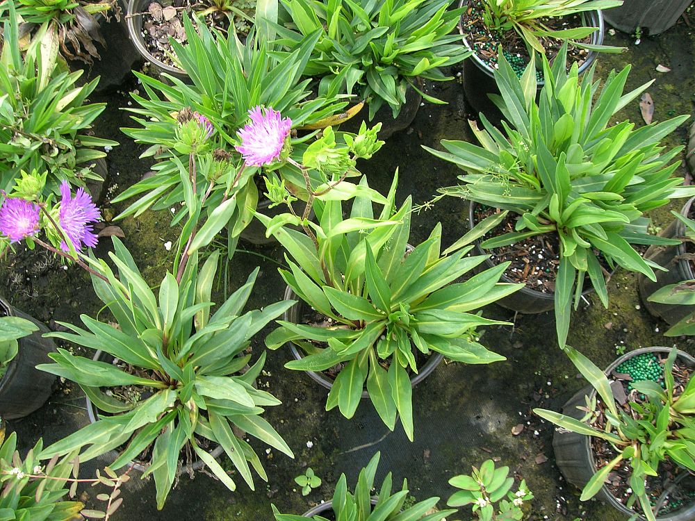 stokesia-laevis-stoke-s-aster