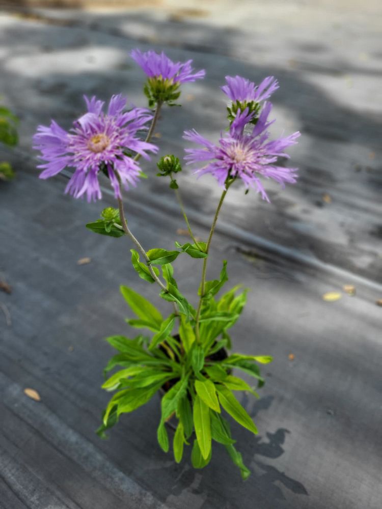 stokesia-laevis-stoke-s-aster