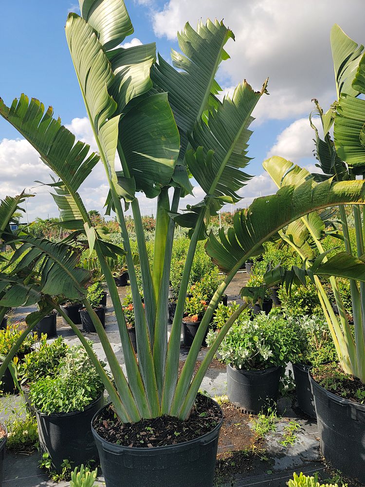 strelitzia-alba-variegated-white-bird-of-paradise