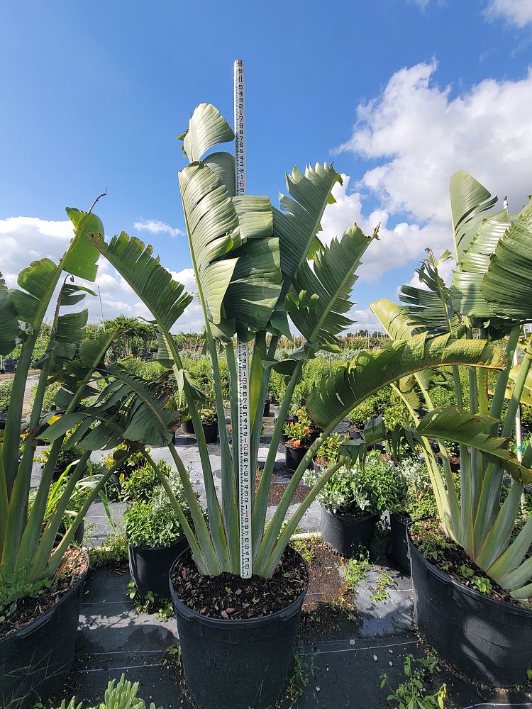 strelitzia-alba-variegated-white-bird-of-paradise