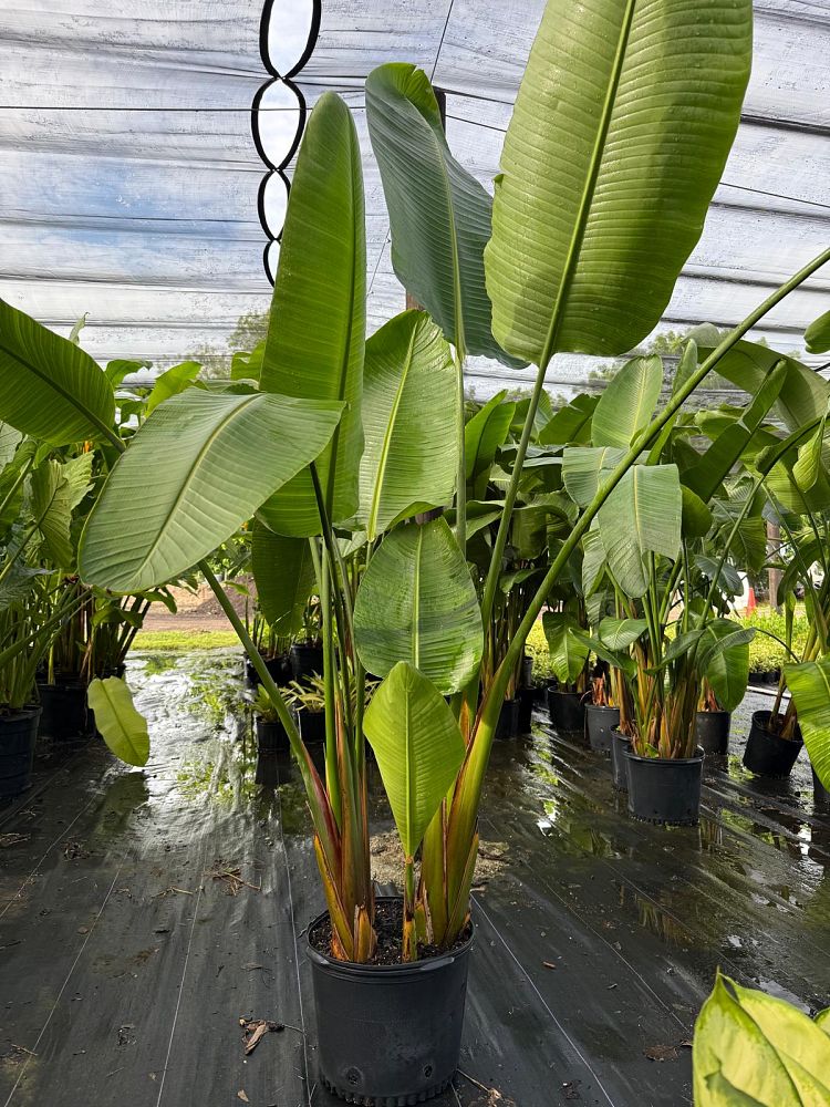 strelitzia-alba-variegated-white-bird-of-paradise