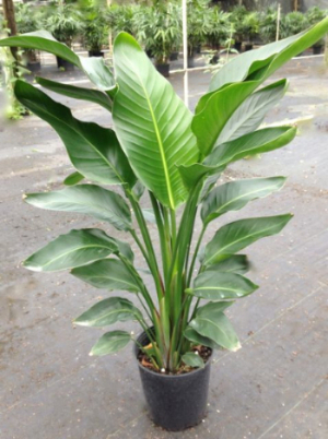 strelitzia-bird-s-of-paradise