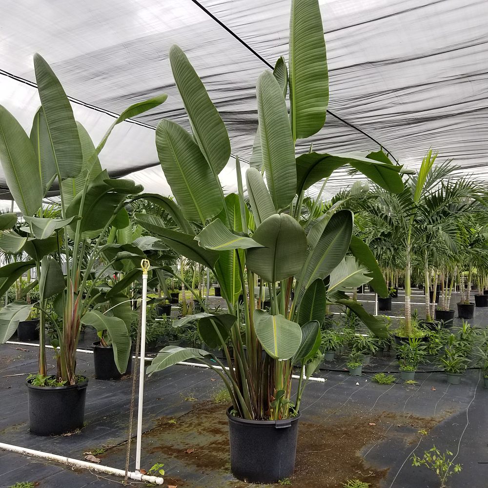 strelitzia-bird-s-of-paradise