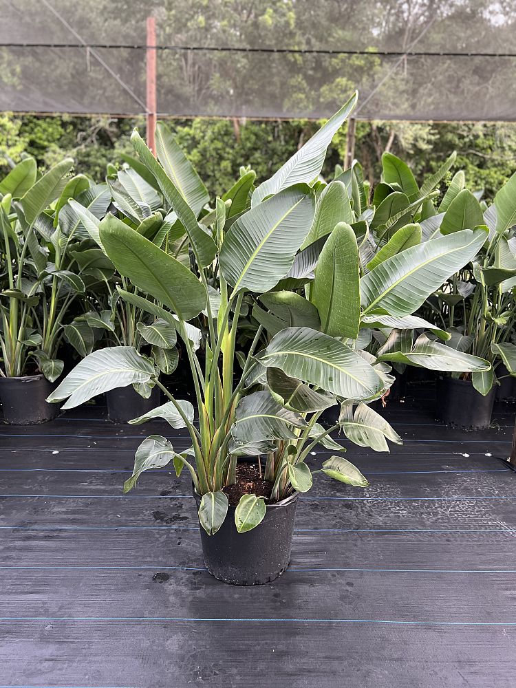strelitzia-bird-s-of-paradise