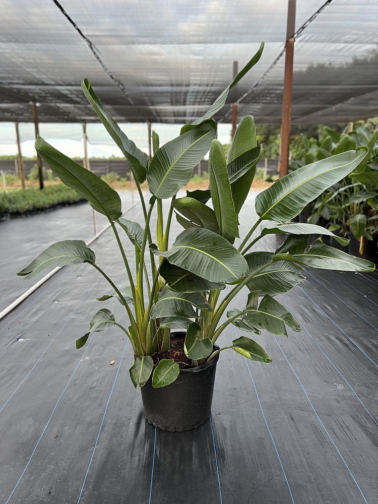 strelitzia-bird-s-of-paradise