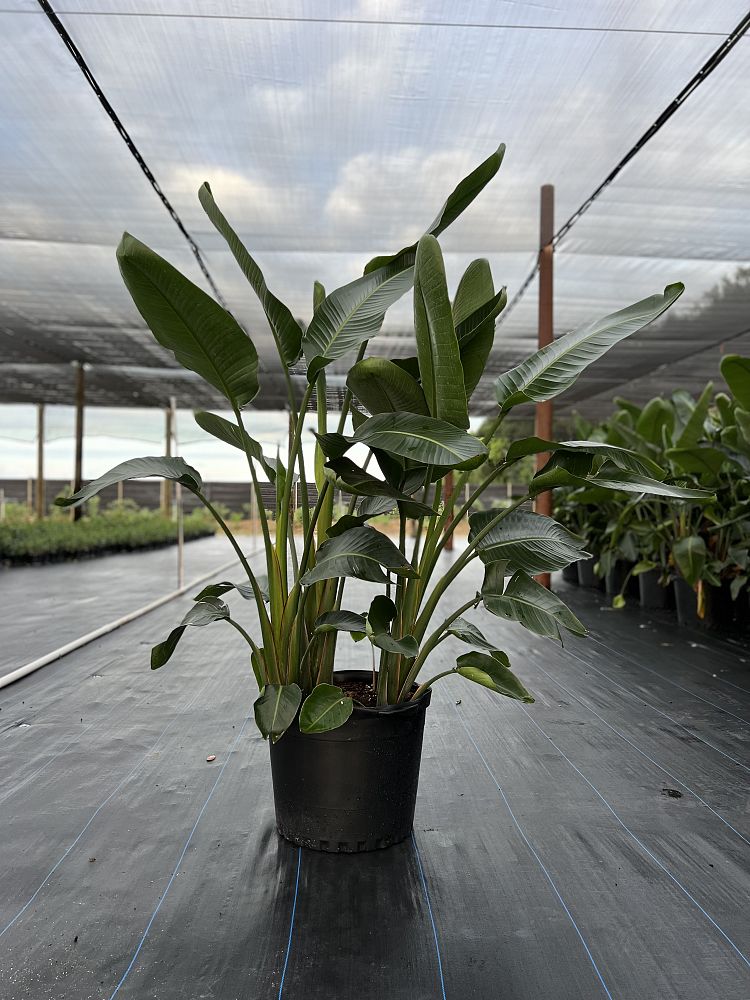 strelitzia-bird-s-of-paradise