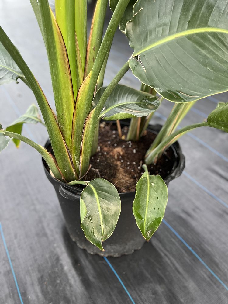 strelitzia-bird-s-of-paradise