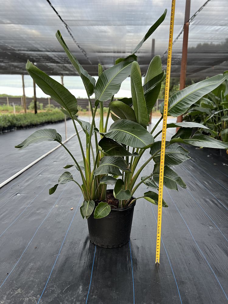 strelitzia-bird-s-of-paradise