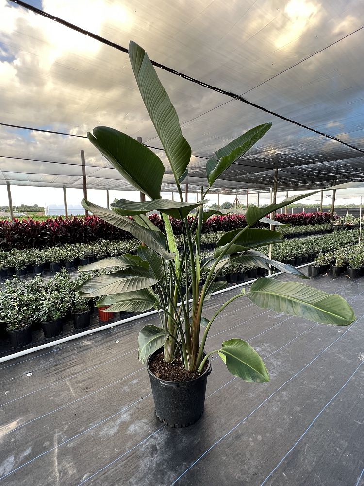 strelitzia-bird-s-of-paradise