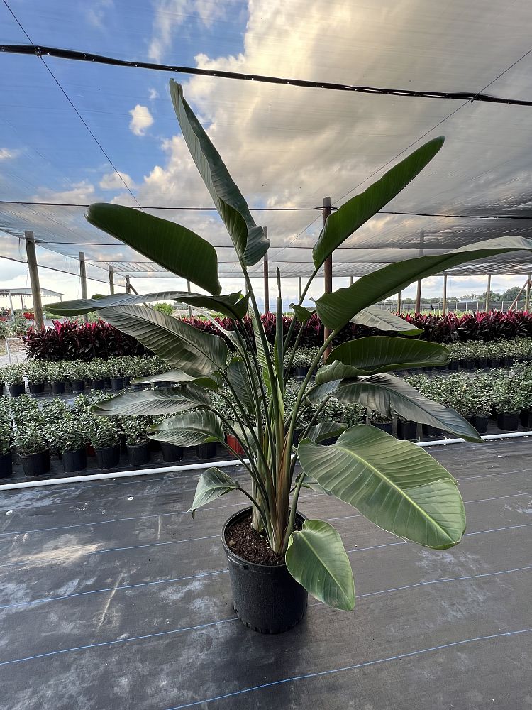strelitzia-bird-s-of-paradise