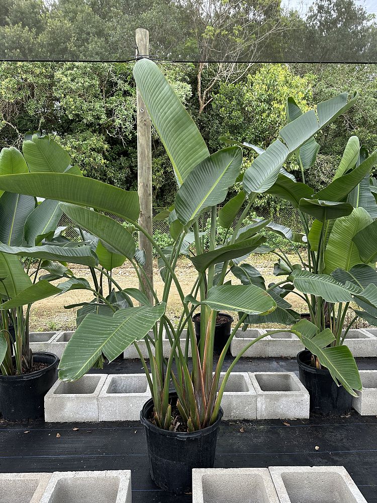 strelitzia-bird-s-of-paradise
