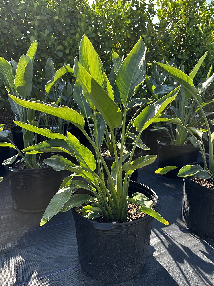 strelitzia-bird-s-of-paradise