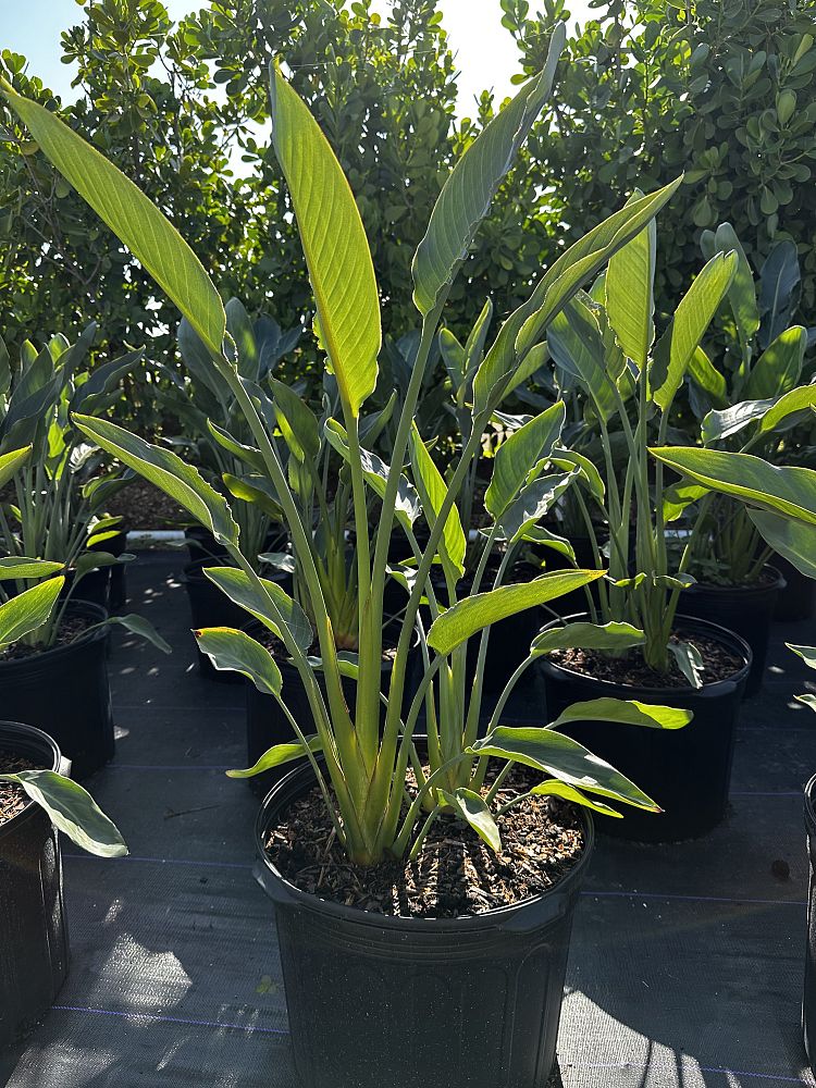strelitzia-bird-s-of-paradise