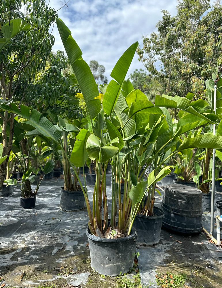 strelitzia-bird-s-of-paradise