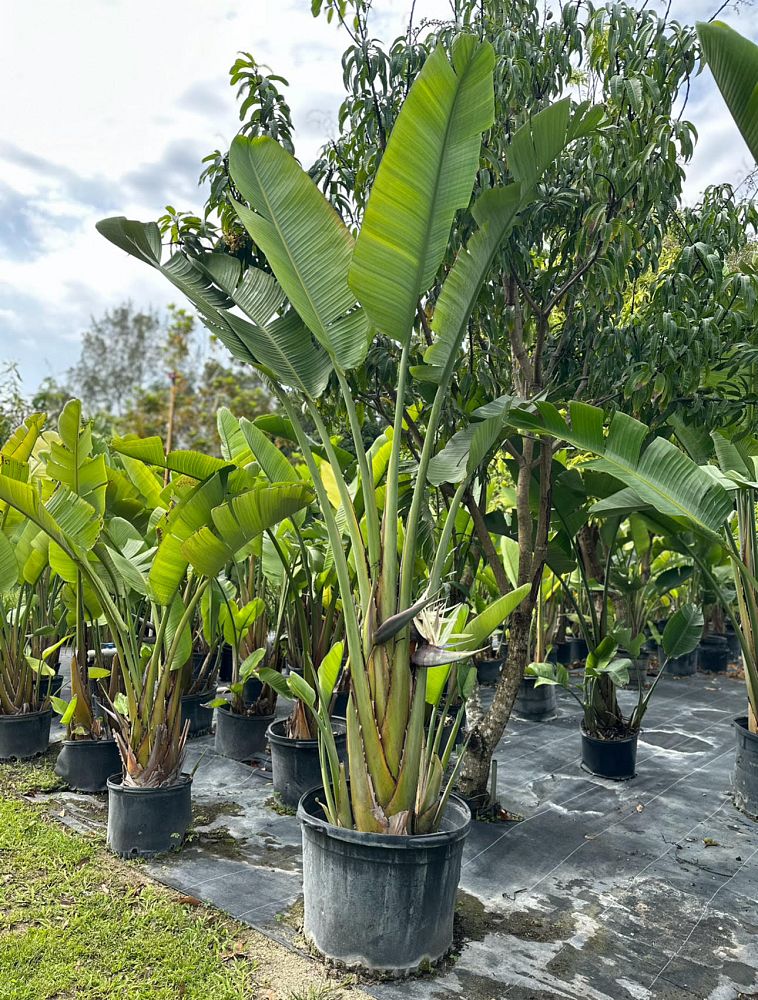 strelitzia-bird-s-of-paradise