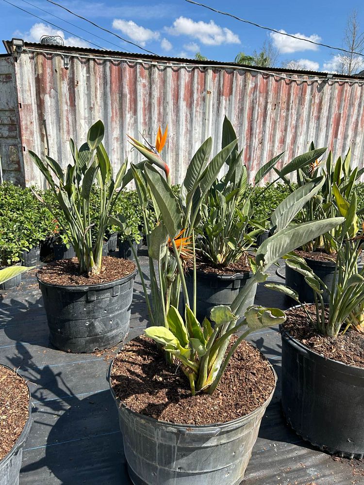 strelitzia-bird-s-of-paradise