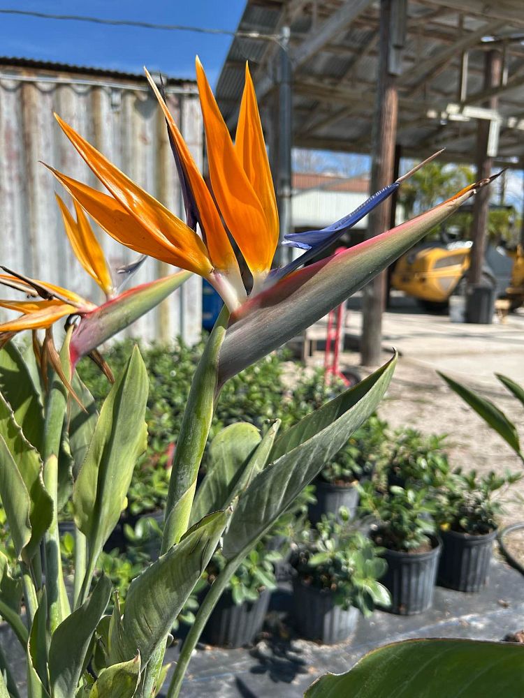 strelitzia-bird-s-of-paradise