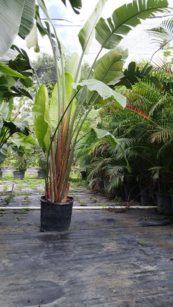 strelitzia-bird-s-of-paradise