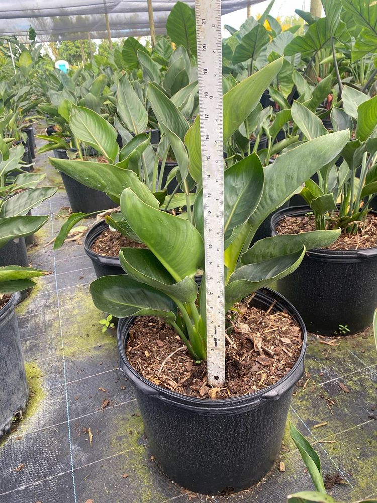 strelitzia-juncea-brazil-dwarf-bird-of-paradise-brazil-dwarf-orange