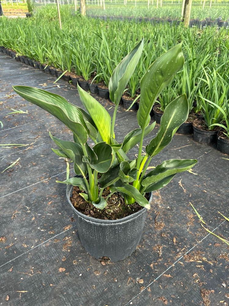 strelitzia-juncea-brazil-dwarf-bird-of-paradise-brazil-dwarf-orange