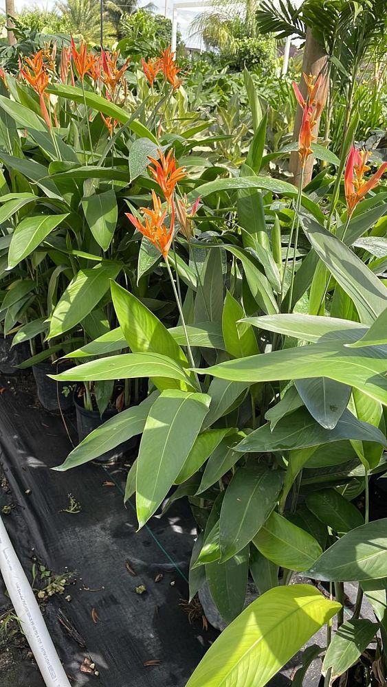 strelitzia-juncea-brazil-dwarf-bird-of-paradise-brazil-dwarf-orange