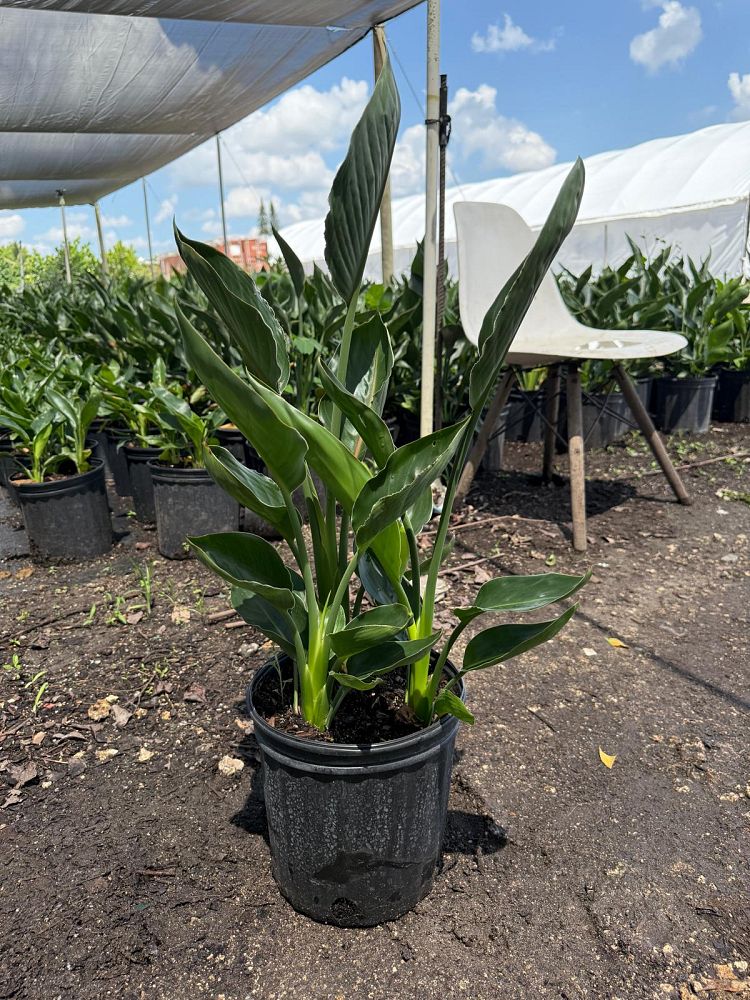 strelitzia-juncea-brazil-dwarf-bird-of-paradise-brazil-dwarf-orange