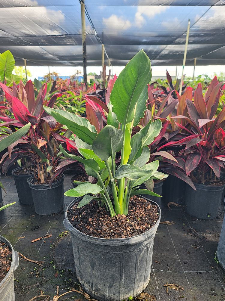 strelitzia-juncea-brazil-dwarf-bird-of-paradise-brazil-dwarf-orange